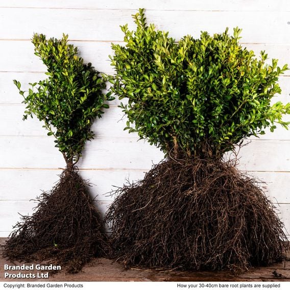 Box (Hedging)