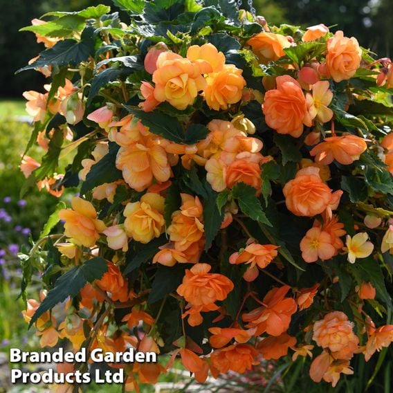 Begonia x tuberhybrida 'Apricot Shades Improved' F1