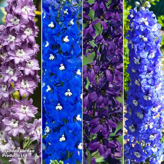 Delphinium Pacific Giants Birds & Bees Collection
