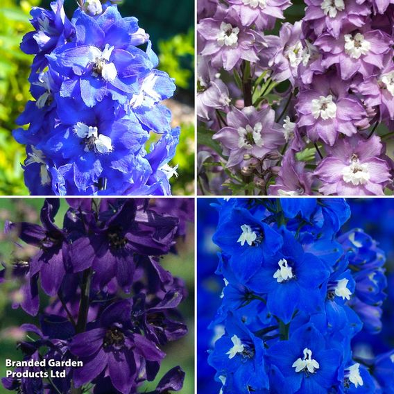 Delphinium Pacific Giants Birds & Bees Collection