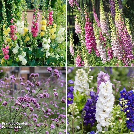 Back of Border Perennial Collection