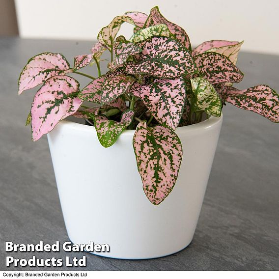 Hypoestes phyllostachya Pink
