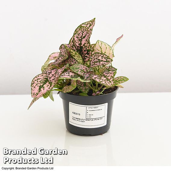 Hypoestes phyllostachya Pink