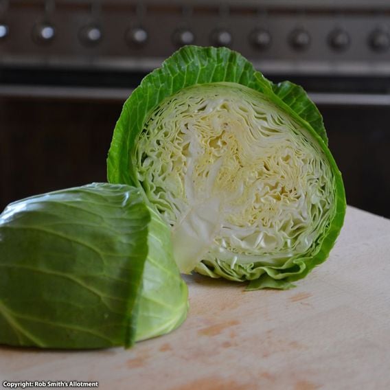 Cabbage 'Cabbice' F1 - Seeds