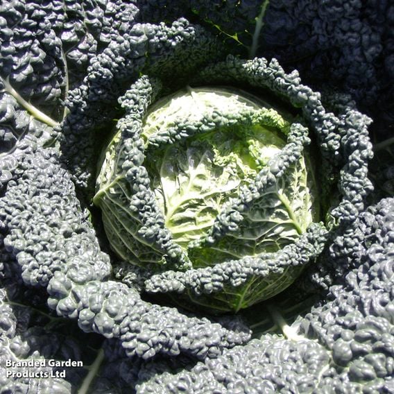 Cabbage 'Capriccio' (Savoy) F1 - Seeds