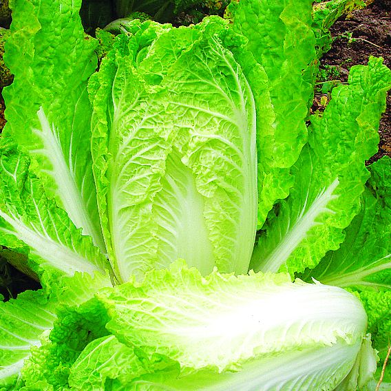 Chinese Cabbage 'Atsuko' - Organic Seeds