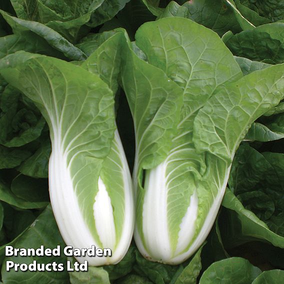 Chinese Cabbage 'Atsuko' - Organic Seeds