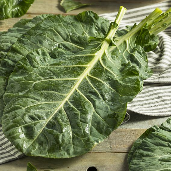 Cabbage 'Collard Hi-Crop' F1 - Seeds
