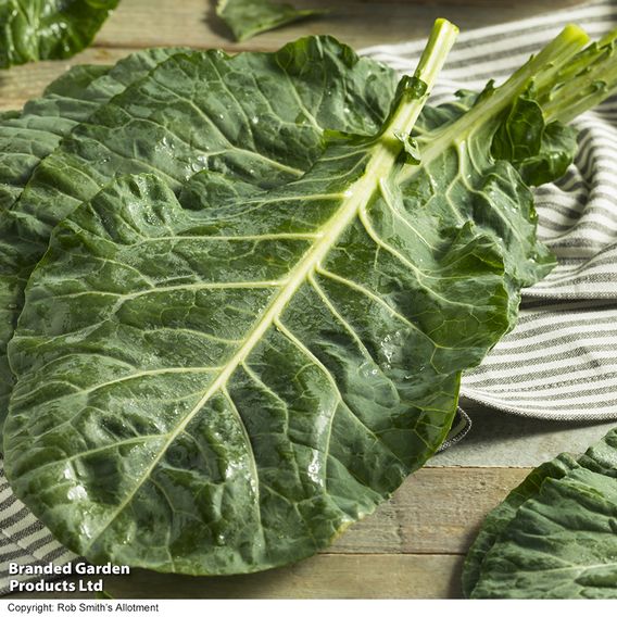 Cabbage 'Collard Hi-Crop' F1 - Seeds