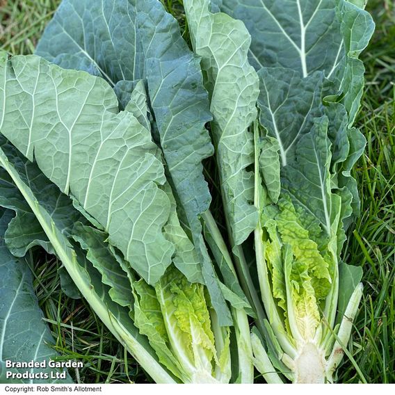 Cabbage 'Collard Hi-Crop' F1 - Seeds