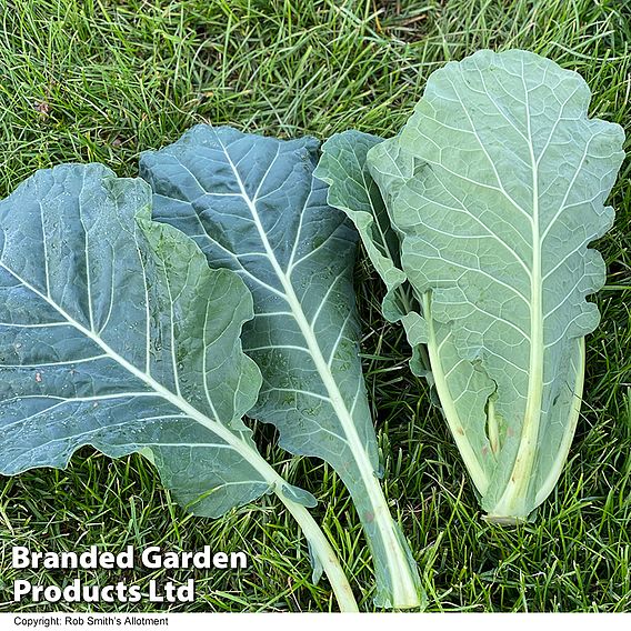 Cabbage Seeds - Collard Hi-Crop F1