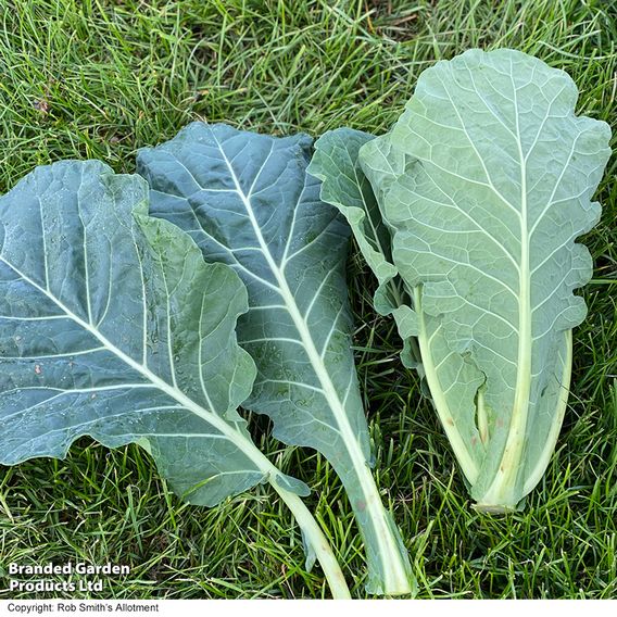 Cabbage 'Collard Hi-Crop' F1 - Seeds