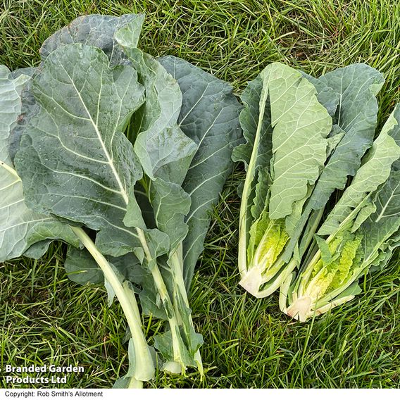 Cabbage 'Collard Hi-Crop' F1 - Seeds