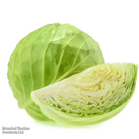 Cabbage 'Green Express' - Organic Seeds