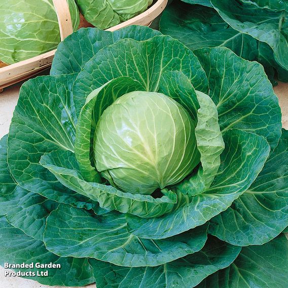 Cabbage 'Green Express' - Organic Seeds
