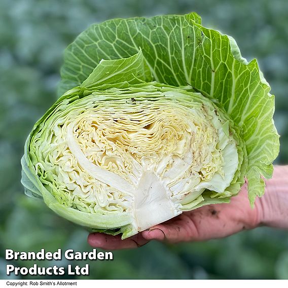 Cabbage Seeds - Green Rich F1 (Summer/Autumn)