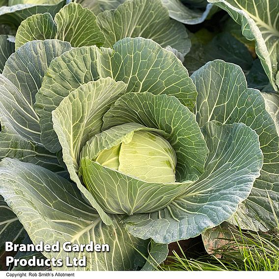 Cabbage Seeds - Green Rich F1 (Summer/Autumn)
