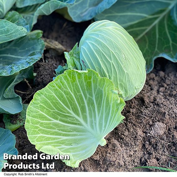 Cabbage Seeds - Green Rich F1 (Summer/Autumn)