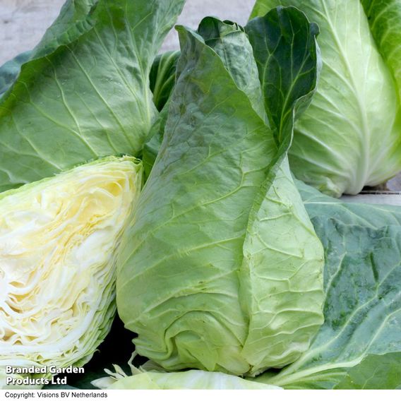 Cabbage 'Greyhound' - Seeds