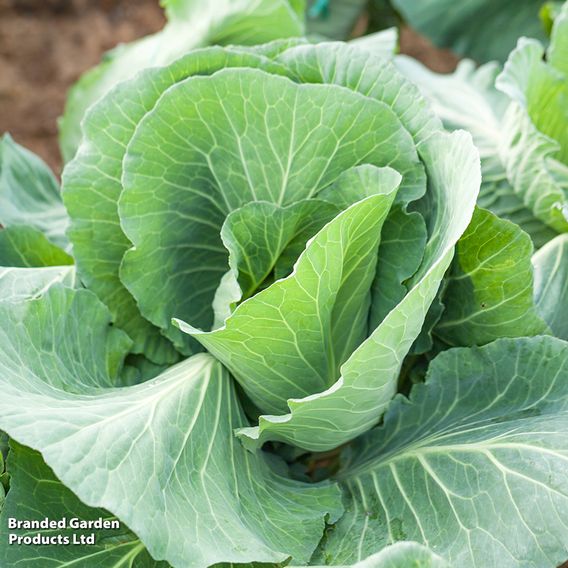 Cabbage 'Greyhound' - Seeds