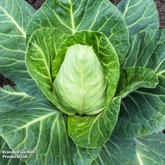 Cabbage 'Greyhound' - Seeds