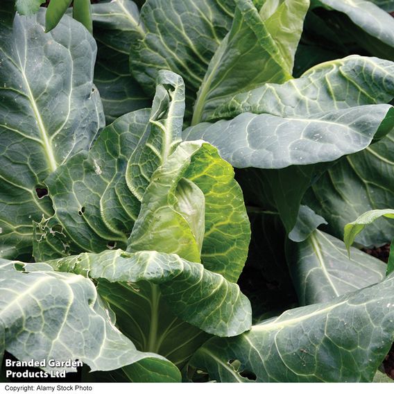 Cabbage 'Greyhound' - Seeds