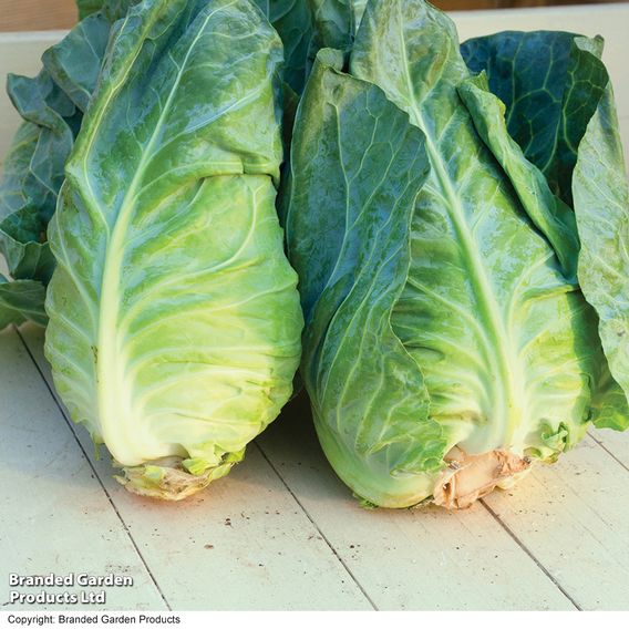 Cabbage 'Greyhound' - Seeds