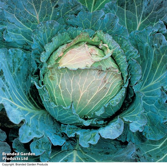 Cabbage 'January King 3' - Seeds