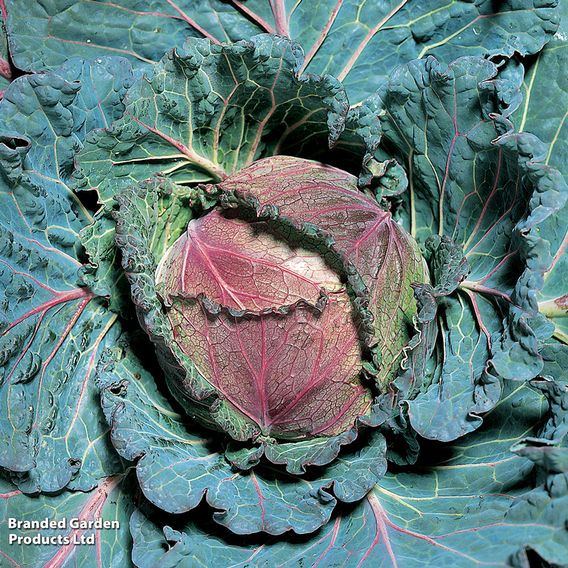 Cabbage 'January King 3' - Seeds