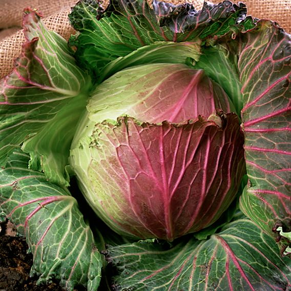 Cabbage 'January King 3' - Seeds