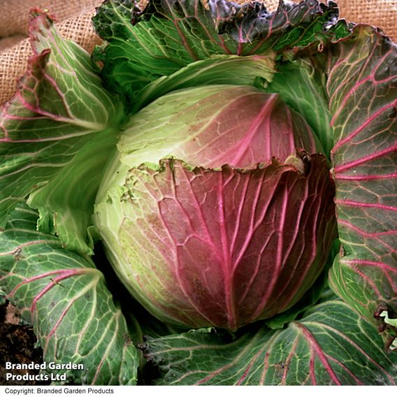 Cabbage 'January King 3' - Seeds