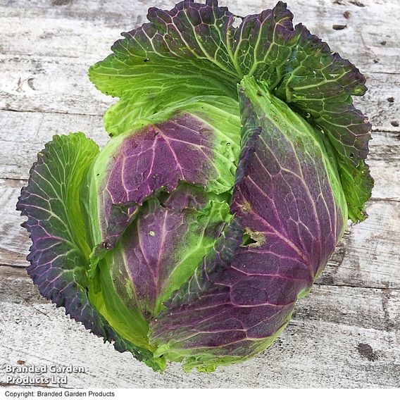 Cabbage 'January King 3' - Seeds