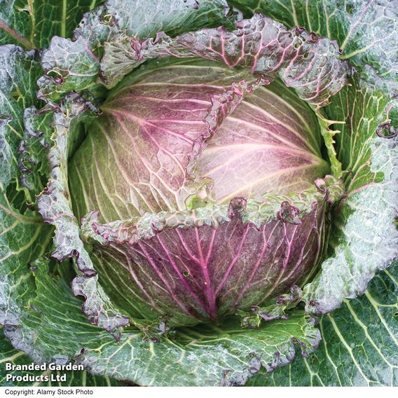 Cabbage 'January King 3' - Seeds