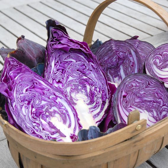 Cabbage 'Matterhorn' F1 - Seeds
