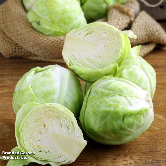 Cabbage F1 'Mozart' - Seeds
