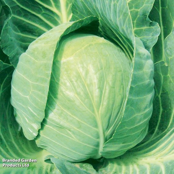 Cabbage F1 'Mozart' - Seeds