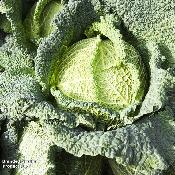 Cabbage (Savoy) 'Ormskirk (1) Rearguard' - Seeds