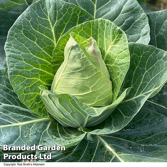 Cabbage 'Marques F1 (Autumn Sweetheart Type)' - Seeds