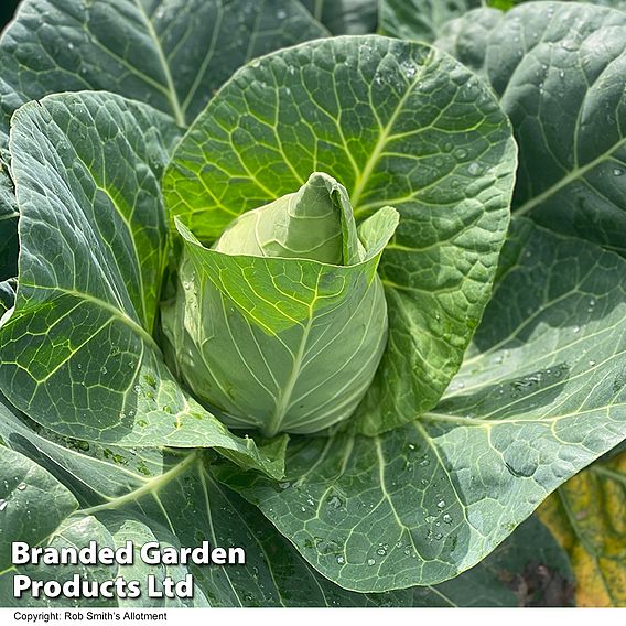 Cabbage Seeds - Marques F1 (Autumn Sweetheart Type)