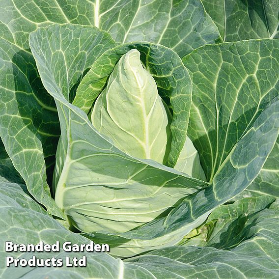 Cabbage 'Marques F1 (Autumn Sweetheart Type)' - Seeds