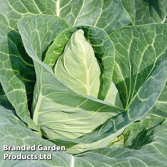 Cabbage Seeds - Marques F1 (Autumn Sweetheart Type)