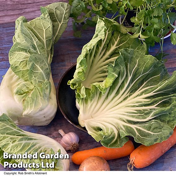 Cabbage Luzia F1 (Summer) - Seeds