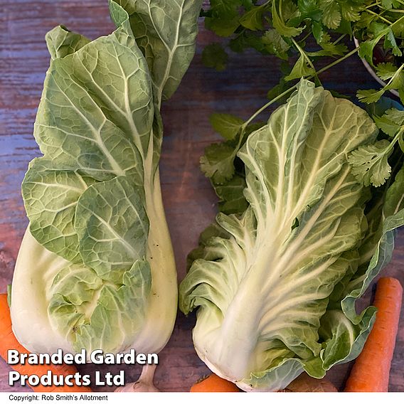 Cabbage Luzia F1 (Summer) - Seeds