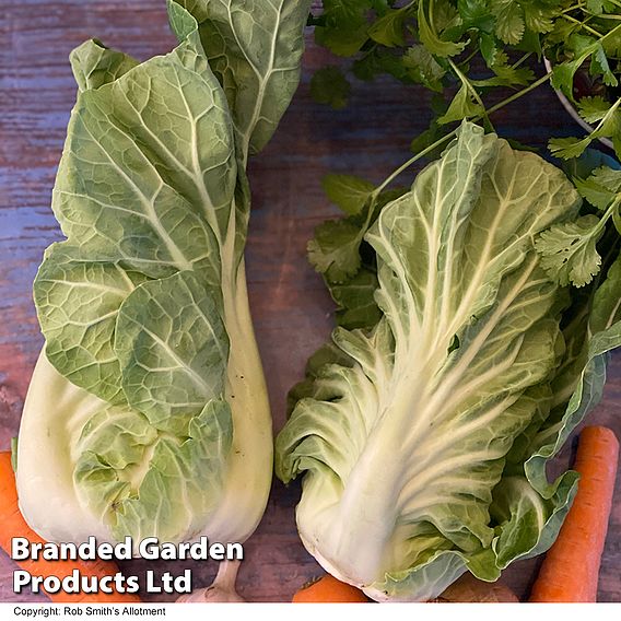 Cabbage Luzia F1 (Summer) Seeds