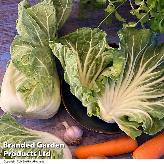 Cabbage Luzia F1 (Summer) Seeds