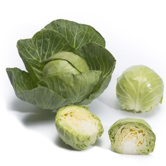 Cabbage 'Prestar' F1 - Seeds