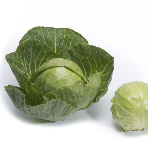Cabbage 'Prestar' F1 - Seeds