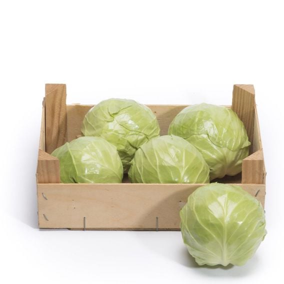 Cabbage 'Prestar' F1 - Seeds