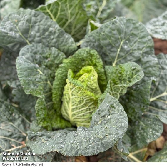 Cabbage 'Stelvio' F1 (Pointed Savoy) - Seeds