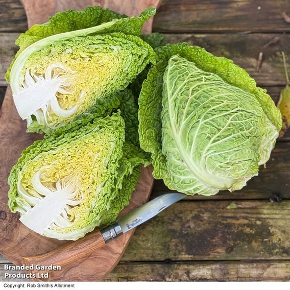 Cabbage 'Stelvio' F1 (Pointed Savoy) - Seeds